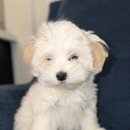 Maltipoo Puppies from Antonae Wallace
