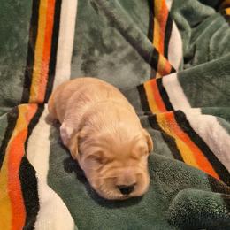 Blizzard (cream collar) - Light golden male Golden Retriever puppy in Tenino, Washington from Oak River Goldens'