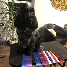 Chloe - English Cocker Spaniel