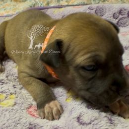 Karbinian - orange collar - Fawn male Great Dane puppy in Prosperity, South Carolina from Windy Knoll Great Danes