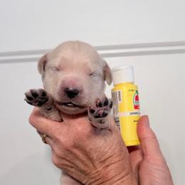 Girl 5 Yellow - Light golden female Golden Retriever puppy in Mc Minnville, Tennessee from Wishaw Whisky Golden Retrievers