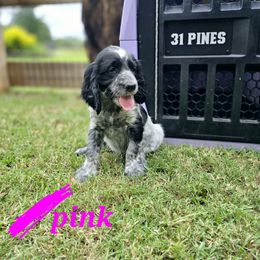 Boykin Spaniel and English Springer Spaniel Puppies from 31 Pines Springers & Retrievers