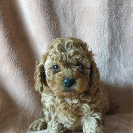 Penne - Apricot female Poodle puppy in Queen Creek, Arizona from Desert Born Kennel