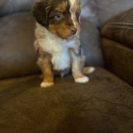 Zuma - Red merle Aussiedoodle puppy in Tonopah, Arizona from Lazy T9 Ranch