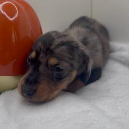 Boy 2 - Dapple male Dachshund puppy in Bakersfield, California from KC Doxies