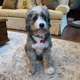 Della - Bernedoodle