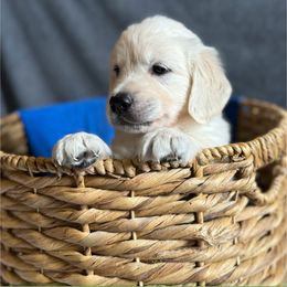 Finn Boy - Golden Retriever puppy from Puppy Love