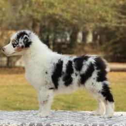 Flurry - Blue merle female Australian Shepherd puppy in Liberty Hill, Texas from Emerald Isle Australian Shepherds
