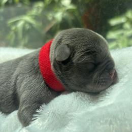 Fred - Blue male French Bulldog puppy in Salisbury, Maryland from 77 Frenchies Maryland