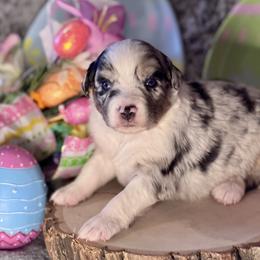Marlin - Blue merle male Miniature Australian Shepherd puppy in California from Eagle River Aussies