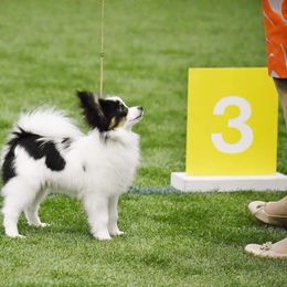 Papillon Puppies from Koh Tang Kennels