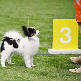 Papillon Puppies from Koh Tang Kennels