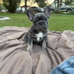 French Bulldog Puppies from Fair Towne Frenchies