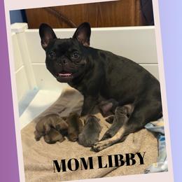 Libby - French Bulldog