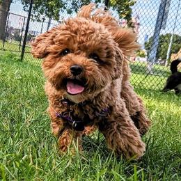 Maltipoo All Grown Up from Mini Paws kennel