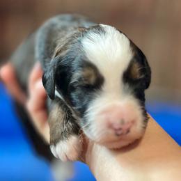 Stripes - Sable male Bernedoodle puppy in Kansas City, Missouri from Beary GoldenDoodles