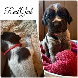 Sierra - Brown and gray female Wirehaired Pointing Griffon puppy in California from Rocking S Griffons
