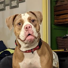 Freya - Olde English Bulldogge