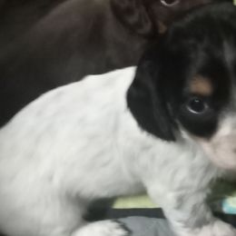 Girl 1 - Black and tan Dachshund puppy in Gracemont, Oklahoma from Frank's Mini Doxies