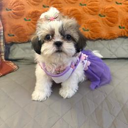 Ivory - Tricolor female Shih Tzu puppy in Phoenix, Arizona from Spoiled ShihTzu LLC