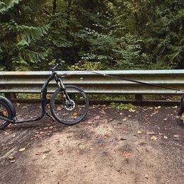 Siberian Huskies from The Flying Husky Kennel