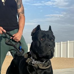 Draco - Cane Corso