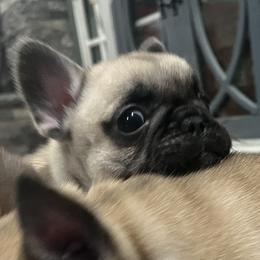 Brie - Fawn female French Bulldog puppy in Alabama from Rathbone Bulldogs