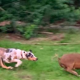 Catahoula Leopard Dogs from Crabtree Catahoulas