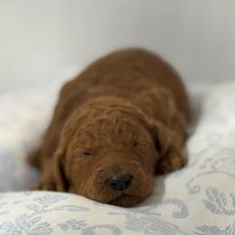 Girl 1 - Red  female Poodle puppy in Bettendorf, Iowa from Red Door Poodles
