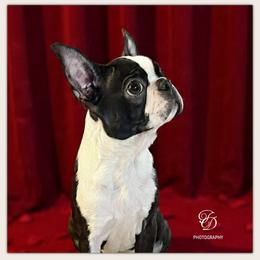 River - Boston Terrier