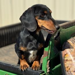 Angel - Dachshund