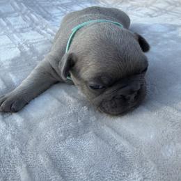Faith - Blue fawn female French Bulldog puppy in Alabama from Southern Bulldogs