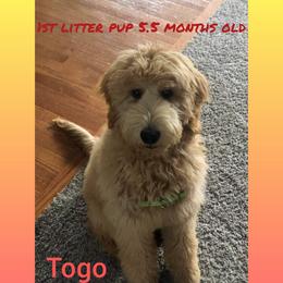 Goldendoodle Puppies from Lu Doodles