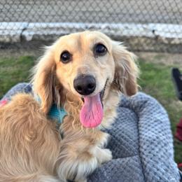 Rocket - Dachshund