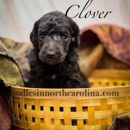 Clover - Silver female Poodle puppy in Greenville, North Carolina from Grace Poodles