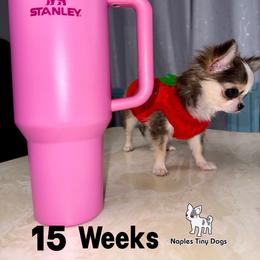 Peeps 8,000 - Black sabled fawn female Chihuahua puppy in Naples, Florida from Naples Tiny Dogs