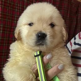 Neon Green Collar Boy - Golden male Golden Retriever puppy in Garrison, Montana from Mattiaci Goldens
