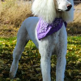 Poodles from July Rose Kennels