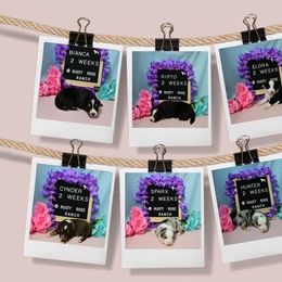 Miniature American Shepherd and Miniature Australian Shepherd Puppies from Rusty Rose Mini Aussies and Mini American Shepherds