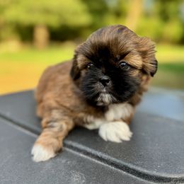 Buddy - Brindle male Shih Tzu puppy in Wakefield, Rhode Island from Shih Tzu Companions