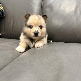 Freya - Merle female Pomsky puppy in Doon, Iowa from Luxury Pomsky