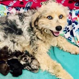 Daisy Ann - Aussiedoodle