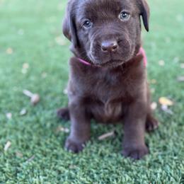 Pink - Chocolate female Labrador Retriever puppy in Paulden, Arizona from Carefree Samoyeds & Deserthills Labradors