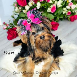 Pearl - Yorkshire Terrier