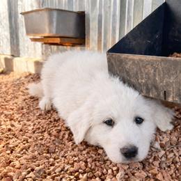Yellow Girl - White female Great Pyrenees puppy in Elfrida, Arizona from Outlaw Acres Farm & Kennels
