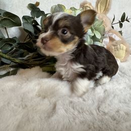 Snickers - Chocolate, tan and white Yorkshire Terrier puppy in Hudson, Florida from MCM Acres
