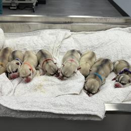 Male - Red and white male Siberian Husky puppy in Prosper, Texas from Sibifox Siberians