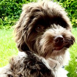 Havanese Puppies from Havareese Havanese