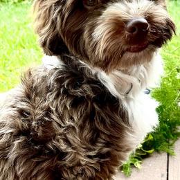 Havanese Puppies from Havareese Havanese