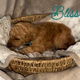 Bliss - Apricot female Poodle puppy in Brooksville, Florida from Ariella Standard Poodles & Chinese Cresteds